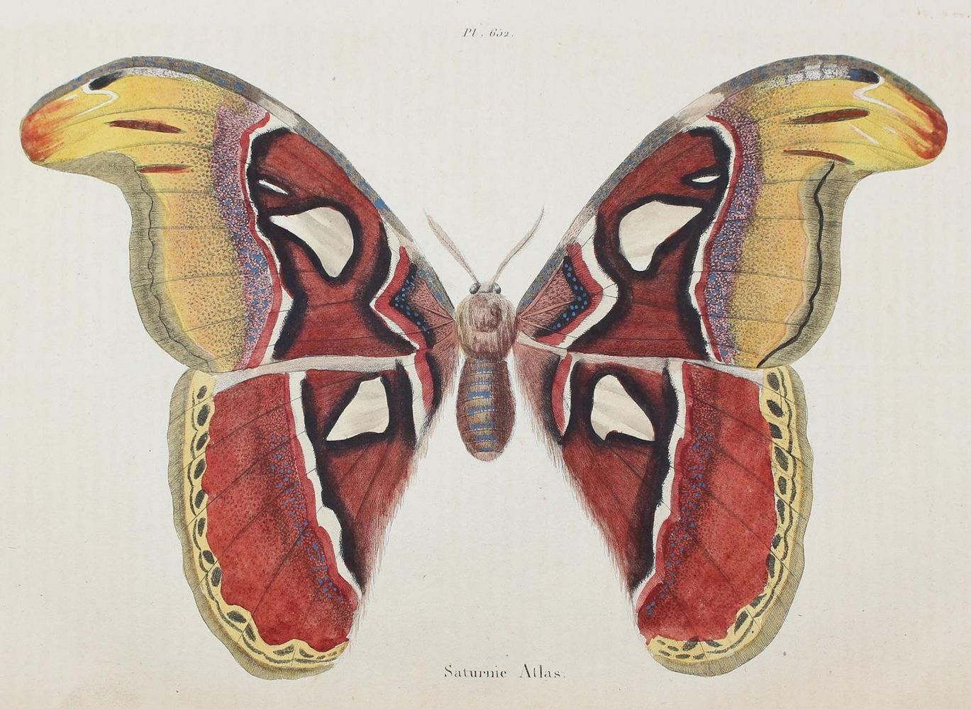 Große Abbildung Nr.1: 123-2741 Guérin-Méneville, Félix Edouard.: (Varia, Zoologie)