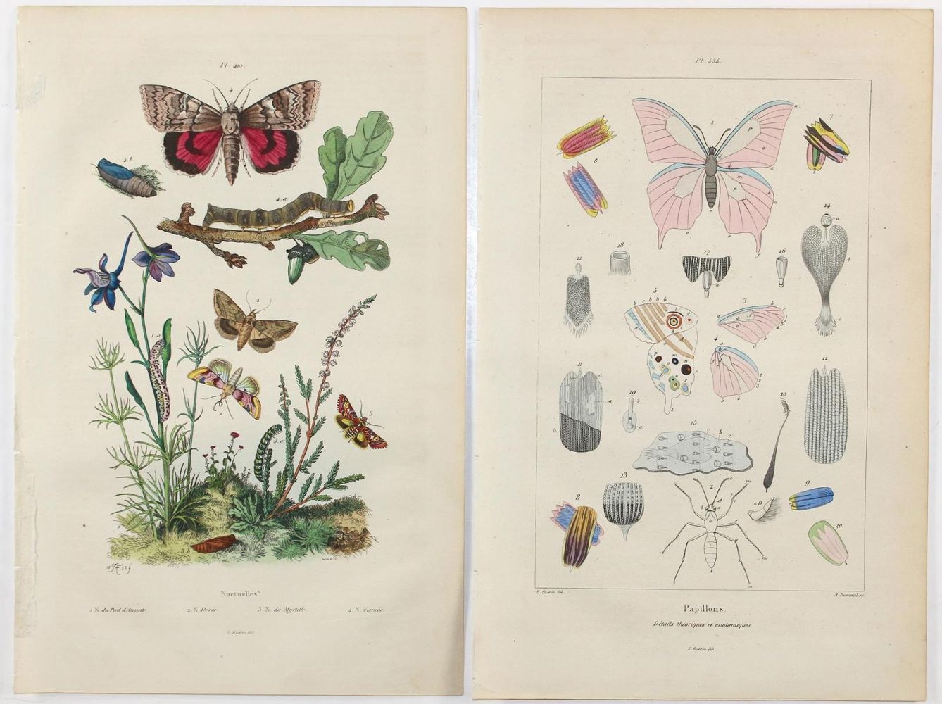 Große Abbildung Nr.2: 123-2741 Guérin-Méneville, Félix Edouard.: (Varia, Zoologie)