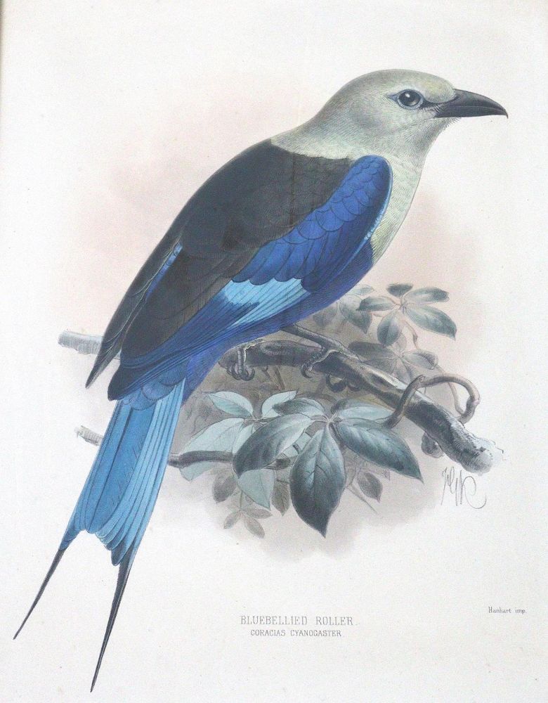 Große Abbildung Nr.1: 123-2744 Vögel.: (Varia, Zoologie)