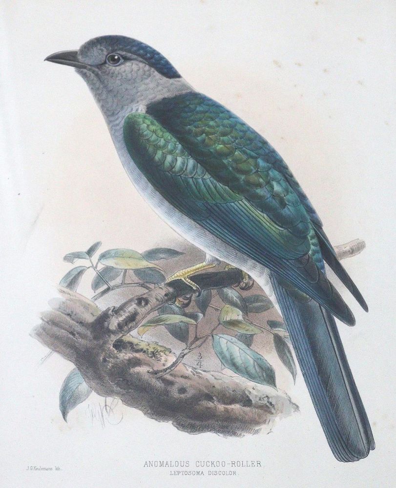 Große Abbildung Nr.2: 123-2744 Vögel.: (Varia, Zoologie)
