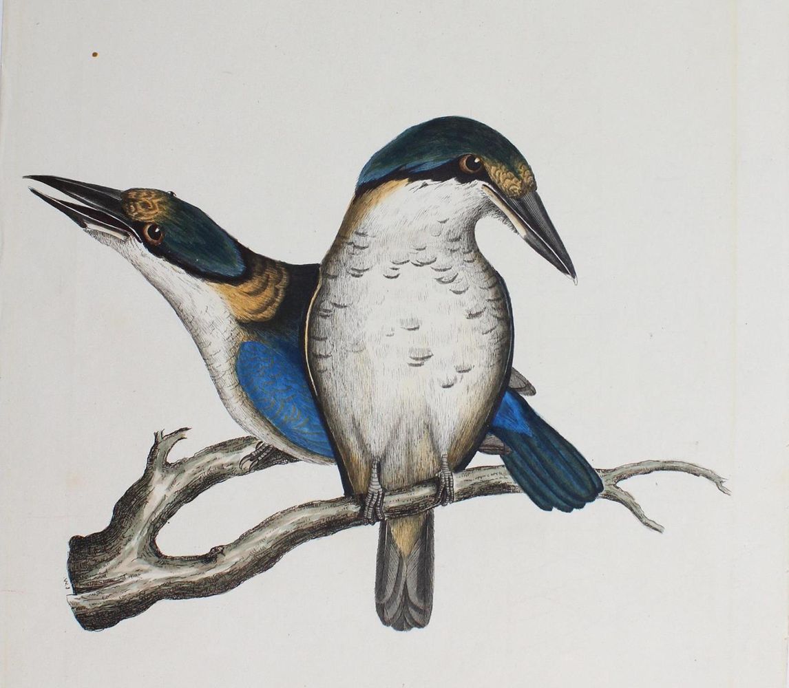 Große Abbildung Nr.1: 123-2745 Sammlung: (Varia, Zoologie, Vögel)
