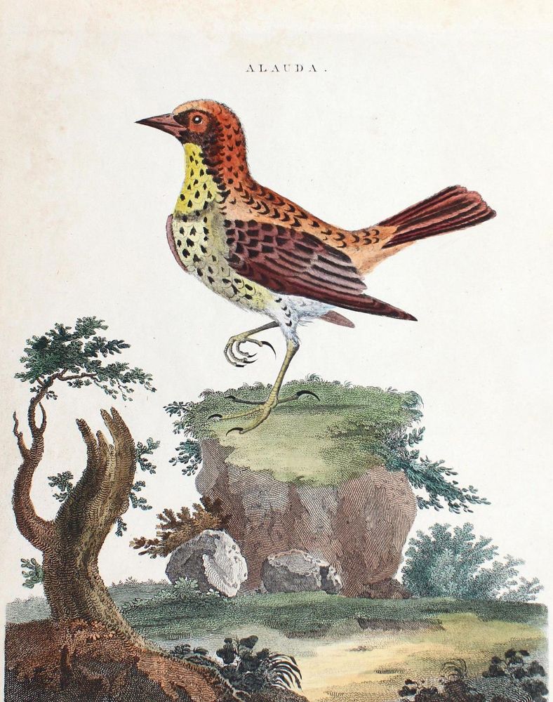 Große Abbildung Nr.2: 123-2745 Sammlung: (Varia, Zoologie, Vögel)