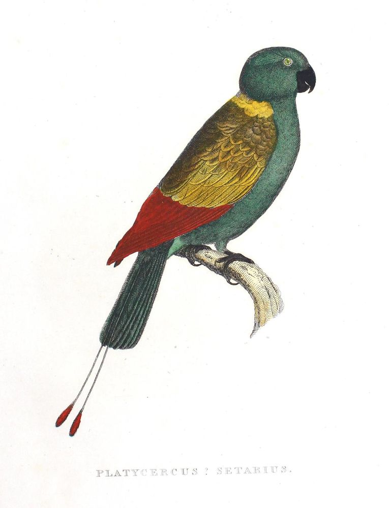 Große Abbildung Nr.4: 123-2745 Sammlung: (Varia, Zoologie, Vögel)