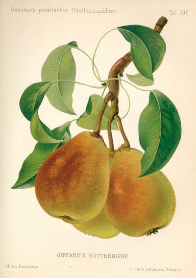 Große Abbildung Nr.1: 123-605 Gaucher,N.: (Land- und Forstwirtschaft, Landwirtschaft, Obstbau)