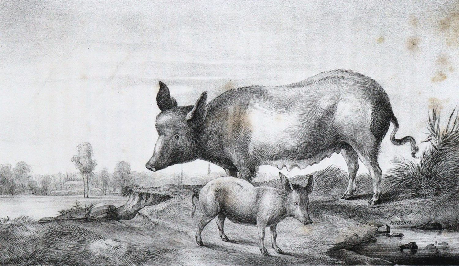 Große Abbildung Nr.1: 123-608 Speck von Sternburg,M.v.: (Land- und Forstwirtschaft, Landwirtschaft, Sachsen)