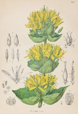Bild Nr.3: 123-1308 Berg,O.C. u. C.F.Schmidt.: (Botanik)