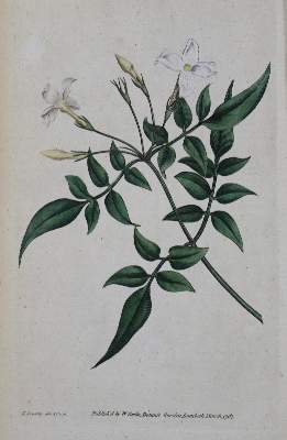 Bild Nr.1: 123-1310 Curtis,W.: (Botanik)