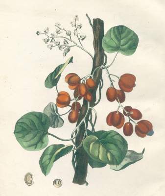 Bild Nr.1: 123-1319 Juch,K.W.: (Botanik)
