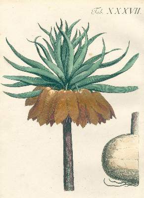 Bild Nr.3: 123-1319 Juch,K.W.: (Botanik)