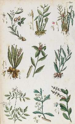 Bild Nr.1: 123-1320 (Juch,K.W.).: (Botanik)