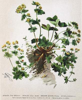 Bild Nr.1: 123-1321 Joseph, Erzherzog (von Österreich).: (Botanik, Kneipp)