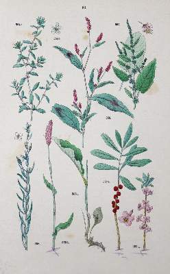 Bild Nr.2: 123-1322 Konvolut.: (Botanik)