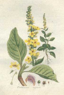 Bild Nr.2: 123-1324 Kops,J.: (Botanik)