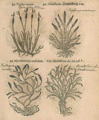 Bild Nr.2: 123-1327 Pancovius (Panckow),T.: (Botanik, Kräuterbücher)