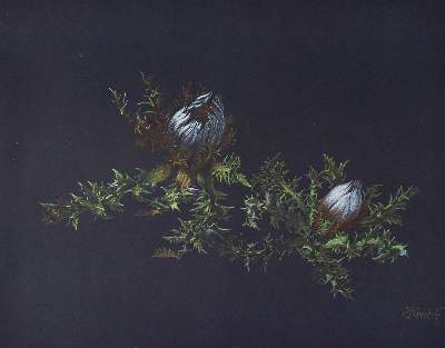 Bild Nr.2: 123-1330 Kreidolf,E.: (Botanik)