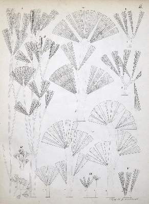 Bild Nr.2: 123-1332 Kützing,(F.T.).: (Botanik)