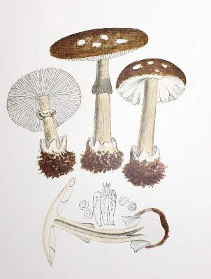 Bild Nr.2: 123-1337 Bresadola,J.: (Botanik, Pilze)