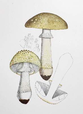 Bild Nr.3: 123-1337 Bresadola,J.: (Botanik, Pilze)