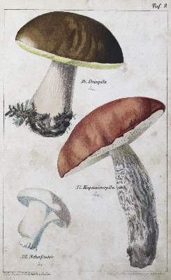 Bild Nr.1: 123-1342 Lenz,H.O.: (Botanik, Pilze)