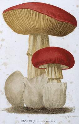 Bild Nr.1: 123-1346 Remy,J.: (Botanik, Pilze)