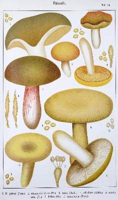 Bild Nr.1: 123-1347 Ricken,A.: (Botanik, Pilze)