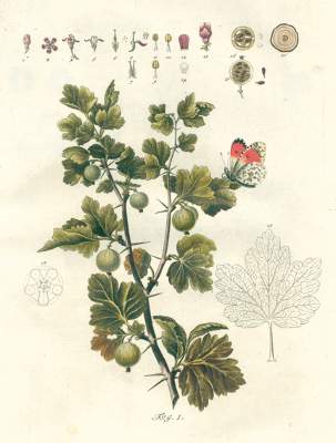 Bild Nr.1: 123-1360 Schmidel,C.C.: (Botanik)