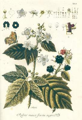 Bild Nr.2: 123-1360 Schmidel,C.C.: (Botanik)