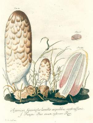 Bild Nr.3: 123-1360 Schmidel,C.C.: (Botanik)