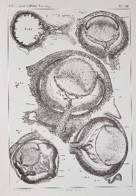 Bild Nr.1: 123-1375 Cirincione,G.: (Medizin)