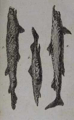 Bild Nr.10: 123-1438 La Cepede (d.i. B.G.E.M. de la Ville-sur-Illon).: (Zoologie, Fische)