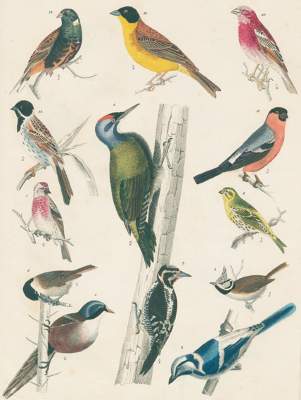 Bild Nr.1: 123-1439 Gistel,J.: (Zoologie)