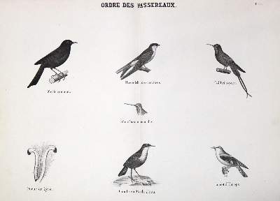 Bild Nr.1: 123-1440 (Holland,H.: (Zoologie)