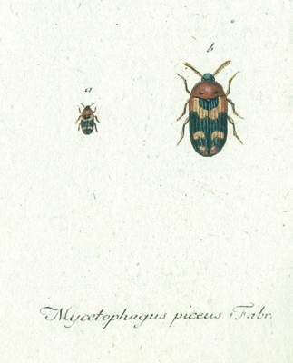 Bild Nr.1: 123-1441 Panzer,G.W.F.: (Zoologie, Insekten)