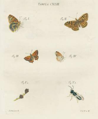 Bild Nr.1: 123-1443 Schaeffer,J.C.: (Zoologie, Insekten)