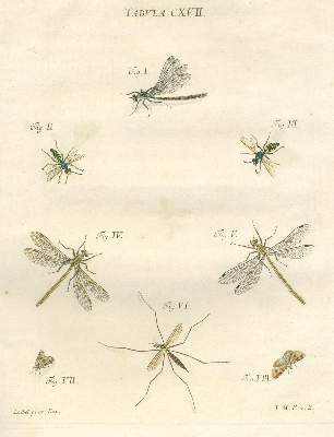 Bild Nr.2: 123-1443 Schaeffer,J.C.: (Zoologie, Insekten)