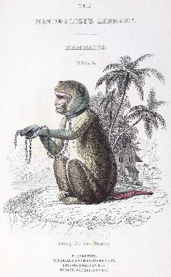 Bild Nr.1: 123-1444 Jardine,W.: (Zoologie)