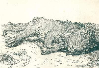 Bild Nr.2: 123-1446 Picart,B.: (Zoologie, Löwen)
