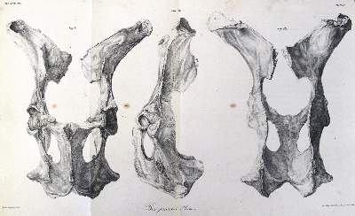 Bild Nr.1: 123-1447 Meyer,H.v.: (Zoologie)