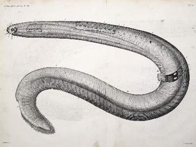 Bild Nr.1: 123-1448 Müller,J.: (Zoologie)