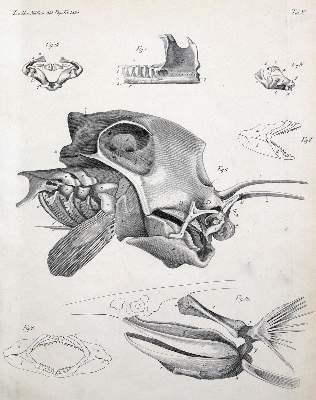 Bild Nr.2: 123-1448 Müller,J.: (Zoologie)
