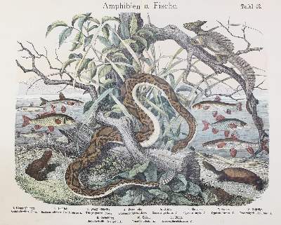Bild Nr.1: 123-1449 Naturgeschichte des Tierreichs.: (Zoologie)