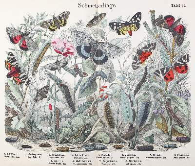 Bild Nr.2: 123-1449 Naturgeschichte des Tierreichs.: (Zoologie)