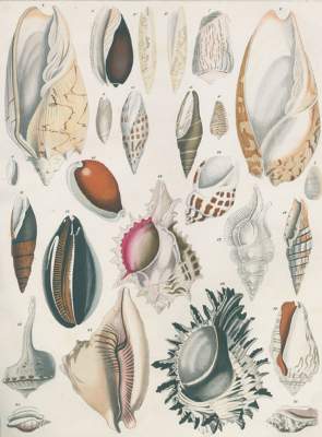 Bild Nr.1: 123-1450 Oken,L.: (Zoologie)