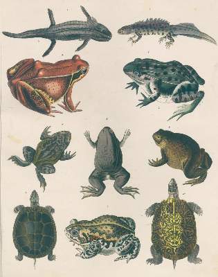 Bild Nr.2: 123-1450 Oken,L.: (Zoologie)