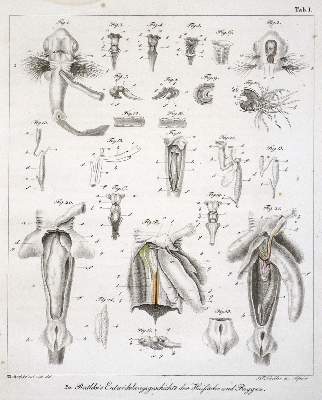 Bild Nr.1: 123-1451 Rathke,H.: (Zoologie)