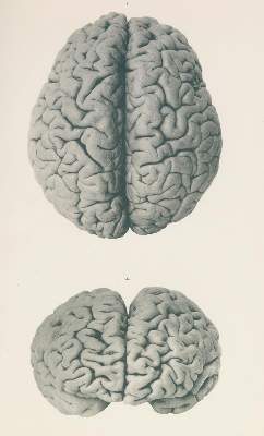 Bild Nr.1: 123-1452 Retzius,G.: (Zoologie)