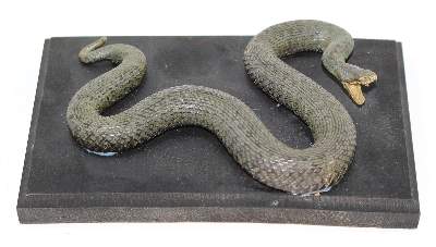 Bild Nr.1: 123-1454 Aspisviper (Vipera Aspis).: (Zoologie, Taxidermie)