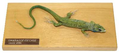 Bild Nr.1: 123-1458 Smaragdeidechse (Lecerta viridis).: (Zoologie, Taxidermie)