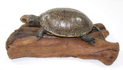 Bild Nr.1: 123-1459 Sumpfschildkröte.: (Zoologie, Taxidermie)
