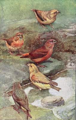 Bild Nr.1: 123-1461 Robert,L.P.: (Zoologie, Vögel)